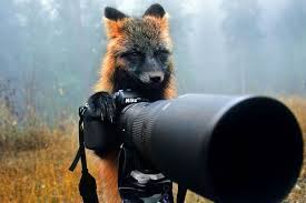 Fox With Camera Animals Cute Animals Animals Wild