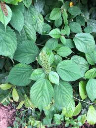 Image result for Acalypha ornata