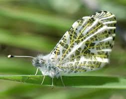 Image result for Sartidia angolensis