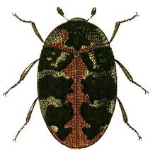 If you spotted a tiny bug wandering around your bedroom, your first instinct might have been to assume that it is a bed bug. Seeing Tiny Black Bugs At Home Here S What They Are How I Get Rid Of