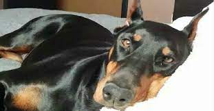 Here Are Important Life Lessons That Are Sometimes Easy To Forget In Our Hectic Lives That All Doberman Pin Doberman Pinscher Doberman Pinscher Puppy Doberman