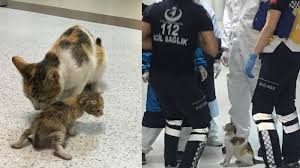 Banyak netizen dibuat terharu degan salah satu aksi induk kucing ini. Viral Induk Kucing Ini Gendong Anaknya Yang Sakit Minta Pertolongan Dokter Di Ugd Rumah Sakit Serambi Indonesia