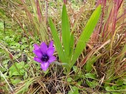 Image result for Babiana