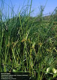 Image result for Buchnera cryptocephala