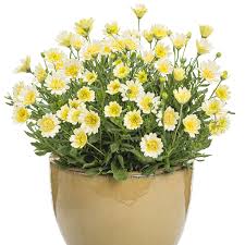 Image result for Macrotyloma densiflorum