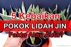 Ini tentunya sesuatu yang tidak pelik kerana manfaatnya sebagai pokok pembersih udara juga luar biasa! 5 Kebaikan Pokok Lidah Jin Lidah Mak Mertua Cara Menanam