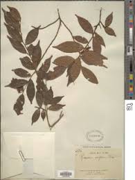 Image result for Rinorea angustifolia