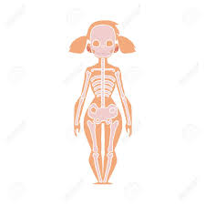 Anatomie Educative Graphique Infographie De Squelette Humain Corps De La Femme Illustration De Vecteur De Dessin Anime Isolee Sur Fond Blanc Squelette Humain Diagramme D Anatomie Pour Enfants Avec Corps Feminin Clip Art