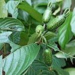 Image result for Mussaenda elegans