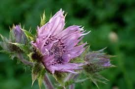 Image result for Berkheya speciosa
