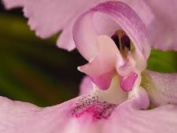 Image result for Cynorkis summerhayesiana