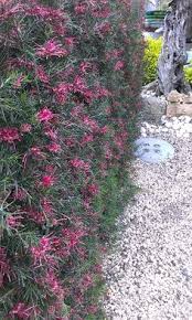 Moisture loving plants pout, crisp, and languish in the relentless dry heat. 17 Best Drought Tolerant Hedge Plants Ideas Plants Native Plants Native Garden