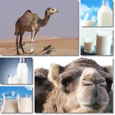 Camel milk is the milk secreted by female camels during lactation to feed their young. Properties And Benefits Of Camel Milk Natureword