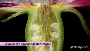 Iris classification part 1 general description: Parts Of A Flower Carpel Biology Class 2021 Video Study Com