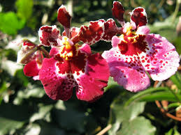 Image result for Rhipidoglossum burttii