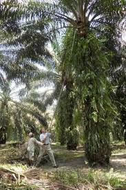 Achieving A Sustainable Palm Oil Commitment Palm Oil Sustainability Palm