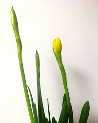 Flowering Bud Of Daffodils And Indoor Growth Narcissus Flower Daffodils Narcissus