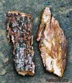 Image result for Morinda lucida