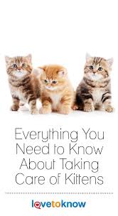 Taking Care Of Kittens Is One Of The Most Rewarding Jobs On The Planet But You Do Need The Right Food Supplies A Taking Care Of Kittens Cat Care Kitten Care