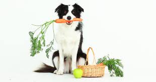 Allergy shots are a vaccine otherwise known as immunotherapy, contain trace amounts of allergens that your dog has shown a reaction to. Beta Carotene Boosting Your Dog S Immune System