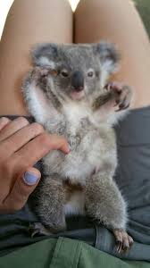 Kleine Koala Cute Baby Animals Cute Animals Animals Beautiful