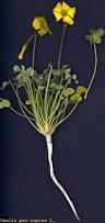 Image result for Oxalis pes-caprae