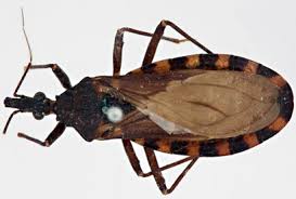 The bug, named because it generally bites around the mouth and eyes, carries a parasite that can cause a potentially fatal disease. Argentine Researchers Develop Artificial Attractant For Kissing Bugs