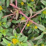 Image result for Flaveria trinervia