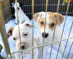 Though the staff may assure you that the animals in their store were raised humanely, most have little knowledge of the conditions at the kennels where the pets were born. Palm Beach County Bans Dog Cat Sales At New Pet Stores In Effort To Clamp Down On Puppy Mills South Florida Sun Sentinel South Florida Sun Sentinel