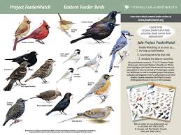 This list of birds of indiana includes every wild bird species recorded in the u.s. Life In The Classroom Happy Snowfall Backyard Birds Backyard Birds Feeders Bird