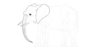 Dalam artikel ini membahasa secara lengkap sketsa. Cara Menggambar Gajah Langkah Demi Langkah