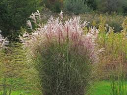 We did not find results for: 6 Low Maintenance Plants For The Front Range 5280