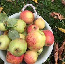 Für jede apfelsorte gibt es richtwerte, wann die früchte reif sind. Apfel Jetzt Ist Erntezeit