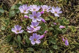 Maybe you would like to learn more about one of these? 50 Weeds And Wildflowers You Can Actually Eat Diy Crafts