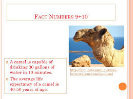 How much water can the camel drink in 8 minutes. C Amels By Kara Wallace Y Our Introduction To Camels Camels Are One Of Saudi Arabia S Main Source Of Transportation Ppt Download