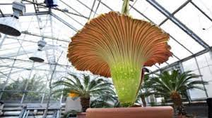 Rare Corpse Plant Preparing To Bloom On Campus Cornell Chronicle