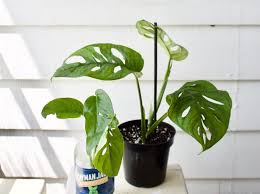 The difference between obliqua and adansonii? Difference Between Monstera Adansonii And Obliqua Archives Leaf And Paw