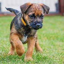 Border Terrier Pdsa