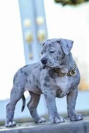 American Bully Puppies In 2021 Bully Breeds Dogs Puppy Dog Pictures Baby Dogs
