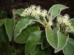 Pin On Medicinal Plants