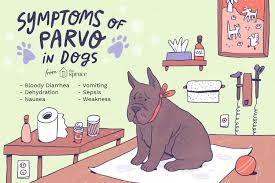 Parvo strikes young puppies who've not been vaccinated. How To Treat Parvo In Dogs