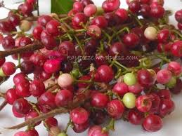 Pokok serai berbunga dan batu serai.betul atau mitos? Dr Nik Yahya On Twitter Buah Serai Kayu Samak Salam Bila Balik Kg Buah Ni Idamanku Berwarna Merah Rasa Manis Kelat Mudah Didapati Di Tepi Hutan Kebun Pucuknya Dibuat Ulam Mentah Dimakan Dgn Nasi Kerabu Kelat Tetapi Khasiat