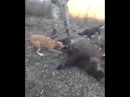 Domuzcu Kopekler Youtube