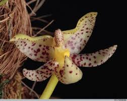 Image result for Bulbophyllum kivuense