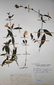 Image result for Barleria lancifolia