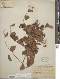 Image result for Acridocarpus natalitius