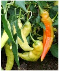 Image result for Solanum grossidentatum