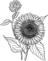 © 2018 desenhos para colorir. Desenho De Flores Para Colorir Desenhar E Imprimir