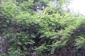 Image result for Caesalpinia decapetala