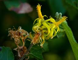 Image result for Grewia flavescens